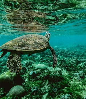 /Images/leisure/campaigns/dubai-can/landing-page/media/dubai-can-turtle